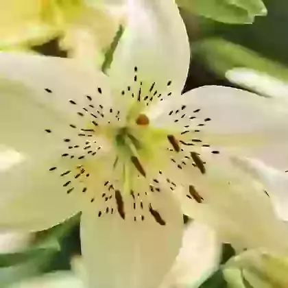 Sweet Surrender